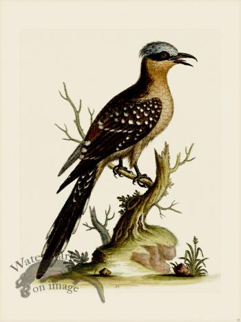 Edwards 057 Great Spotted Cuckow